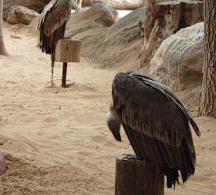 Greifvögel