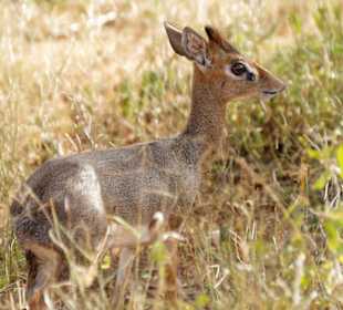 So klein und wunderschön