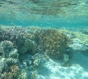 Riff vor der Makady Bay