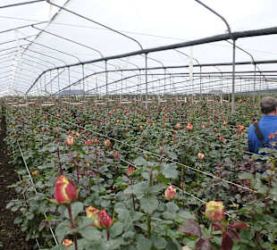 In den Gewächshäusern