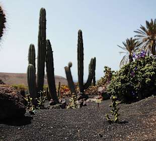 Oasispark - Kakteengarten - Juli 2015