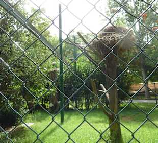 Black-Nachtreiher Gehege