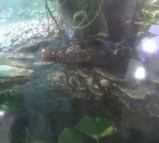 Südamerika Bereich - Jaguarhaus