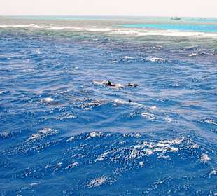 Dolphintour mit Oototo zum Zweiten