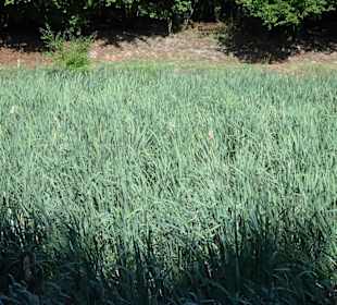 Schilfflächen im Wasser-Biotop des Arboretum