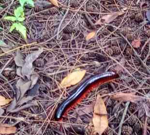 Ein Ureinwohner von Mr. Haller!