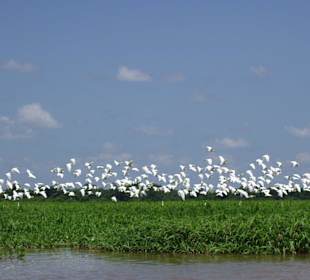 Fischreiher beim Abflug