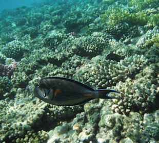 Blauklingendoktorfisch