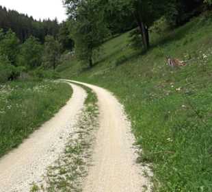 Premiumwanderweg "hochgehackert"
