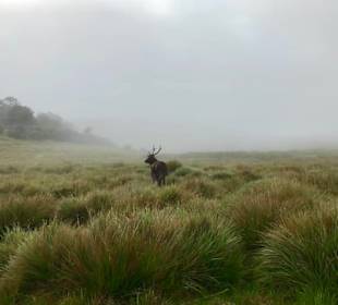 Sambar Hirsch in den Horton Plains
