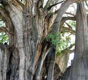 Najgrubszy pień świata