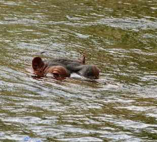 Viel mehr war selten zu sehen von den Nilpferden