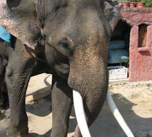 einziger Rlefant aufLlangkawi