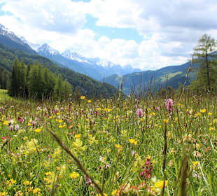 Sommerwiese & farbenprächtige Almblumen