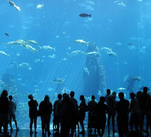 Riesiges Aquarium im Hotel
