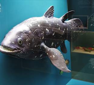 Rundgang durch das Zoologische Museum