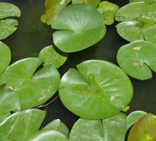 Wat Phra Keo und Königspalast / Grand Palace