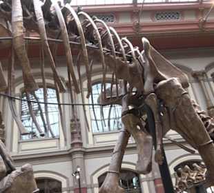 Museum für Naturkunde