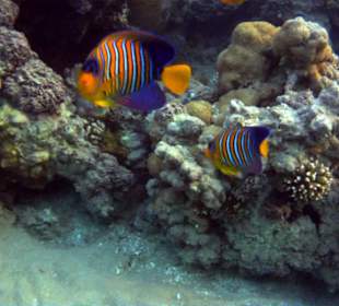 Hausriff Hotel Stella Makadi Beach Resort