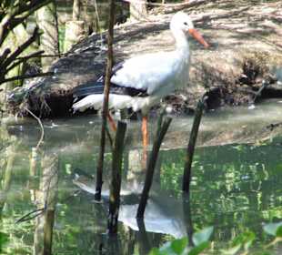 WildparkImpression September 2013