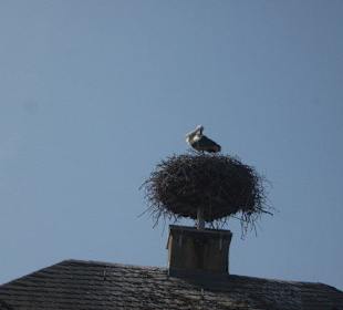 Storch
