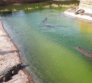 Croco-Parc