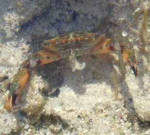 Co można napotkać w wodzie