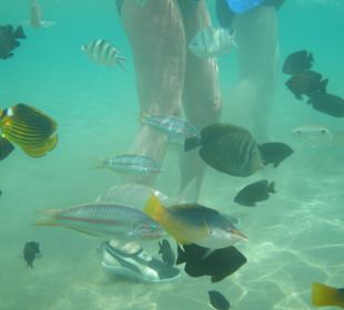 Schnorcheln Makadi Bay