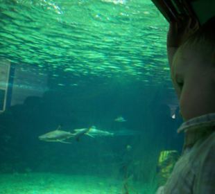 Marineland Mallorca riesen Aqauarium