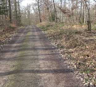 Gomaringer Rundweg - Zu den Giganten im Wald