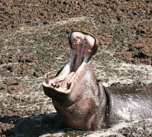 Flußpferd zeigt die Zähne