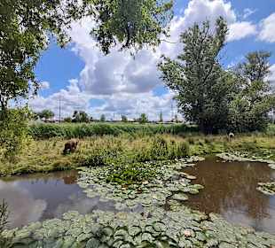 Zaans Museum in Zaandam