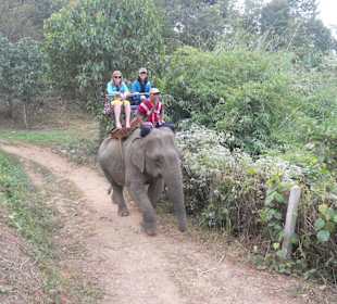 Elefanten Reiten in der näheren Umgebung