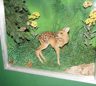 Vogel-und Jagdtierkunde