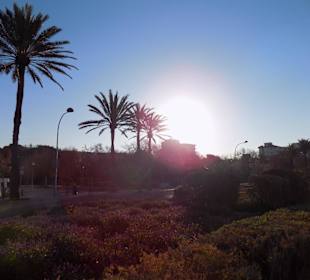 Bepflanzte Promenade im März 17