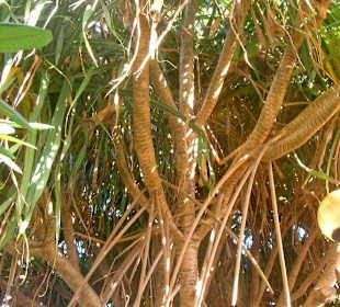 Jeep-Safari im Nationalpark