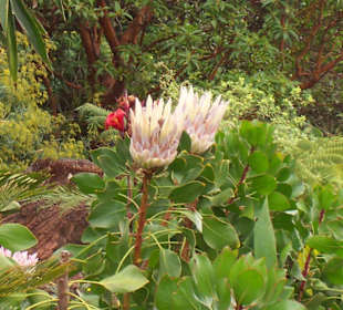 Im Nationalpark von Gomera