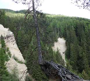 Außergewöhnliche Bäume