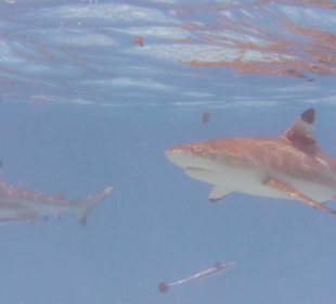 Haie bei der Jetski-Tour