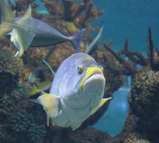 National Aquarium Malta - Fisch