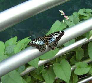 Schmetterlingsgarten