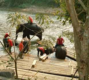 Elefanten Körperpflege