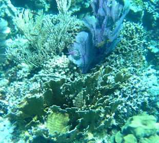 Schnorcheln auf der Paradiesinsel