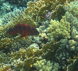 Unterwasserwelt - Smaragdzackenbarsch