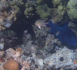 Korallen Riff mit Fisch