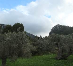 Fahrt mit dem Tren de Sóller, dem Roten Blitz