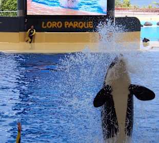 Orca Show