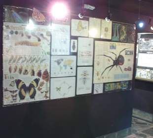 Das Insekten Museum