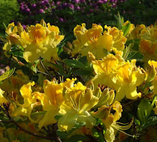 Hauptblüte im Rhododendronpark Bremen