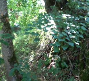 Burgruine Blankenstein